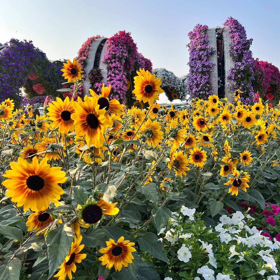 Sunflower Field