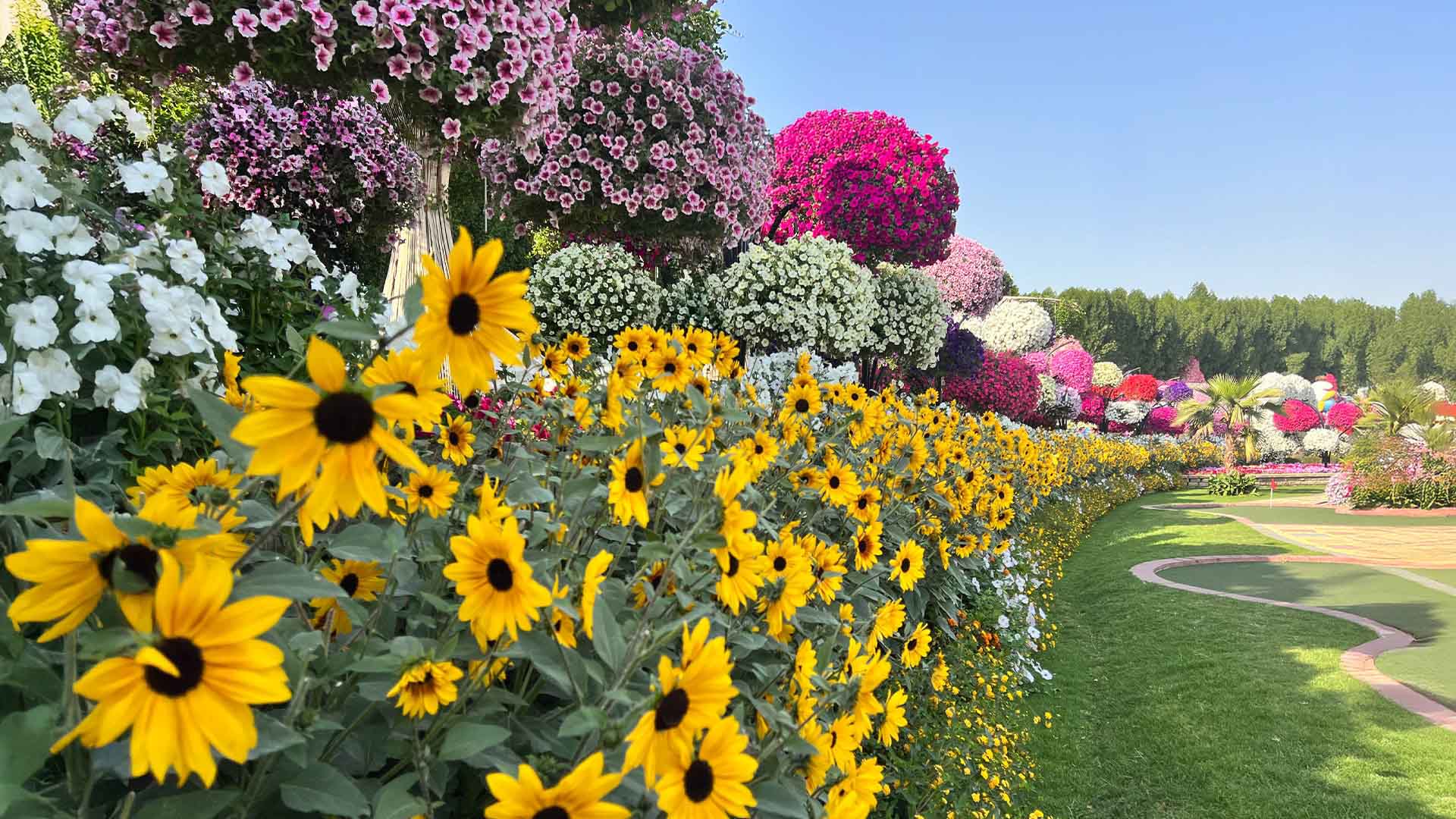 Sunflower Field view 1